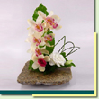 Pedra de cymbidium