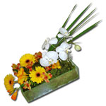 Gerbera e orquidea