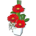 Clean de Gerberas