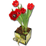 Tulipas in a box inverno